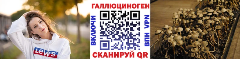 как найти закладки  Ачхой-Мартан  Псилоцибиновые грибы Psilocybine cubensis 